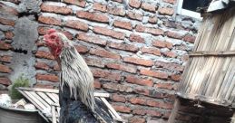 Samber gledek