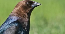 Cowbirds
