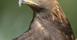 Aquila