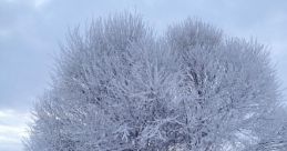 Icy Baum