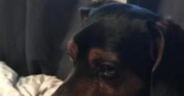 BlitzenDoggo