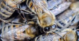 Pollen Dancer Apiary