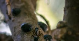 Ant