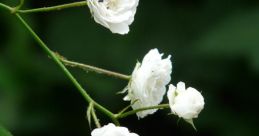 White Rose