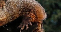 Groundhog Day Movie