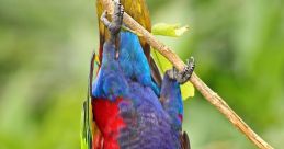 Bird_