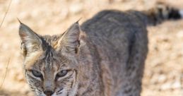 Bobcat