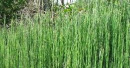 Reed