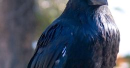 Raven