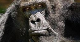 Ivan Zoo