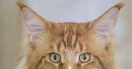 Vascofelino