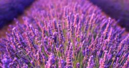 PURPLE SHADE