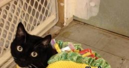 Taco_cat_lol