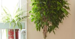 Ficus