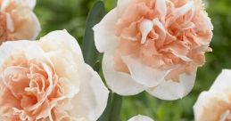 NARCISO CARRILLO ROSAS