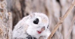 Wingeduirrel
