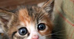 LilCAT