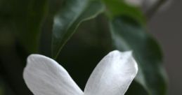 Jasmin