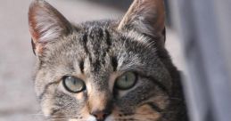 Cat s