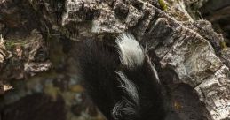 Shunks