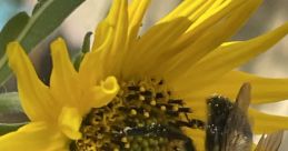 Bee u
