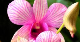 Flora