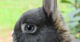 Bunny