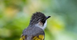 BulBul&TTZet