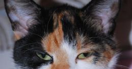 Katten