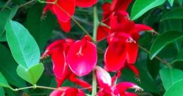 Flor Do Ceibo from Flor Do Ceibo. #speech #mechanicalfan #dishes #pots #andpans #inside #smallroom # #jingle #tinkle