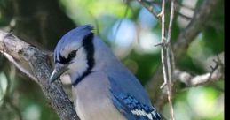 BluJay