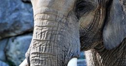 Elephanthead