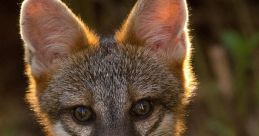 Gray Fox