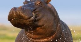 Hippo from Hippo. # #salsa #percussion #effectsunit #reverberation #reggae #bicycle #chant #choir #guitar #alinstrument