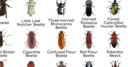 Bugs
