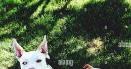Barkin' Dog