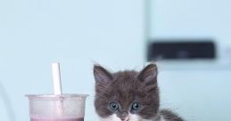 Smol Tea Kat
