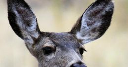 Doe