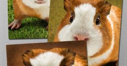 Guinea Pig Gaming