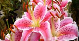 Liliers