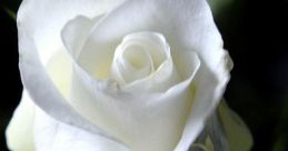 De Rose