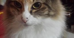 Gordita Cat