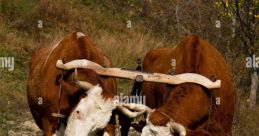 Oxen