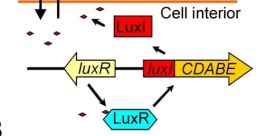 Luxi