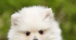 Lil_ODOG