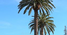 Palm Jose