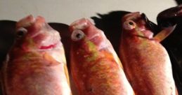 Fish Elbow