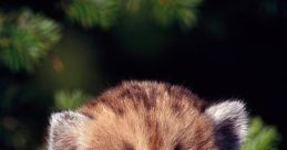 Cougarcub