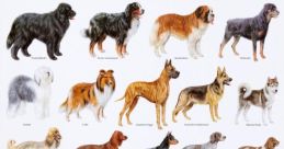 Breed