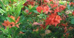 Azalea Calvo